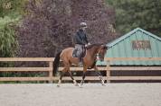 Hongre 13ans pour Amateur Elite