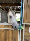 Poney D loisir