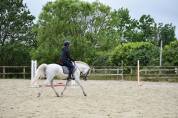 Poney D loisir