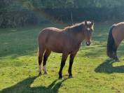 Franche montagne hongre 20 mois