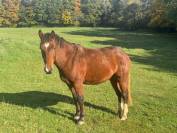 Franche montagne hongre 20 mois