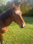 Franche montagne hongre 20 mois