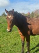 Franche montagne hongre 20 mois