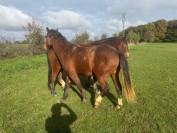 Franche montagne hongre 20 mois