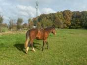 Franche montagne hongre 20 mois