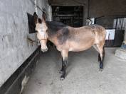 Mule à vendre 