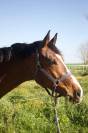 Joli hongre pour CSO / CCE / Loisir