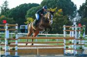 Joli hongre pour CSO / CCE / Loisir