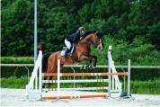 Joli hongre pour CSO / CCE / Loisir