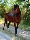 Cheval pour TAP & Compagnie