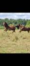 Cheval pour TAP & Compagnie
