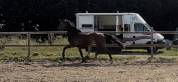 Cheval hongre SF