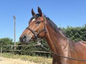 Cheval hongre SF