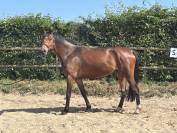 Cheval hongre SF