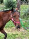 Ponette ONC 2 ans 
