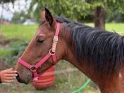 Ponette ONC 2 ans 