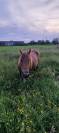 Ponette 6 ans 