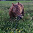 Ponette 6 ans 