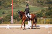 Cheval de dressage 