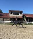 Cheval de dressage