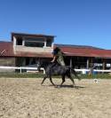Cheval de dressage