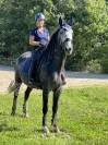 Cheval de dressage