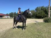 Cheval de dressage