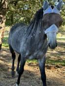 Cheval de dressage