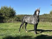 Cheval de dressage