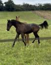 Poulain prestige dressage x Vpower x Sandro hit 