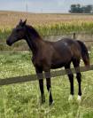 Poulain prestige dressage x Vpower x Sandro hit 