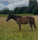 Poulain prestige dressage x Vpower x Sandro hit 