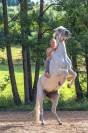 Au galop vers la liberté,  en chemin vers Soi