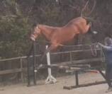  X Harley VDL 4 years old