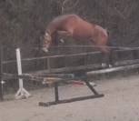  X Harley VDL 4 years old