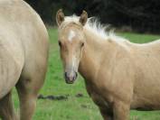 Poulain cheval palomino quarter horse QH