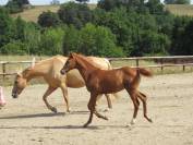 Poulain cheval aztèque Ibérique x Quarter Horse