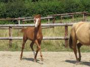 Poulain cheval aztèque Ibérique x Quarter Horse
