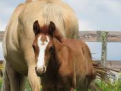 Poulain cheval aztèque Ibérique x Quarter Horse
