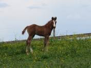 Poulain cheval aztèque Ibérique x Quarter Horse