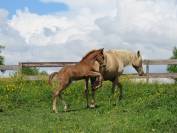Poulain cheval aztèque Ibérique x Quarter Horse