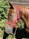 Cheval loisirs 