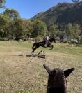 Cheval maître d’école 