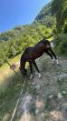 Cheval maître d’école 