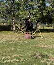 Cheval maître d’école 