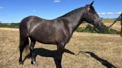 Nial des Hors 