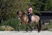 Dekhengst Quarter Horse Te koop 2016 Champagne