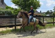 Dekhengst Quarter Horse Te koop 2016 Champagne