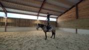 Dekhengst Quarter Horse Te koop 2016 Champagne