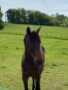 À vendre - jeune cheval Selle Français 5 ans - CSO